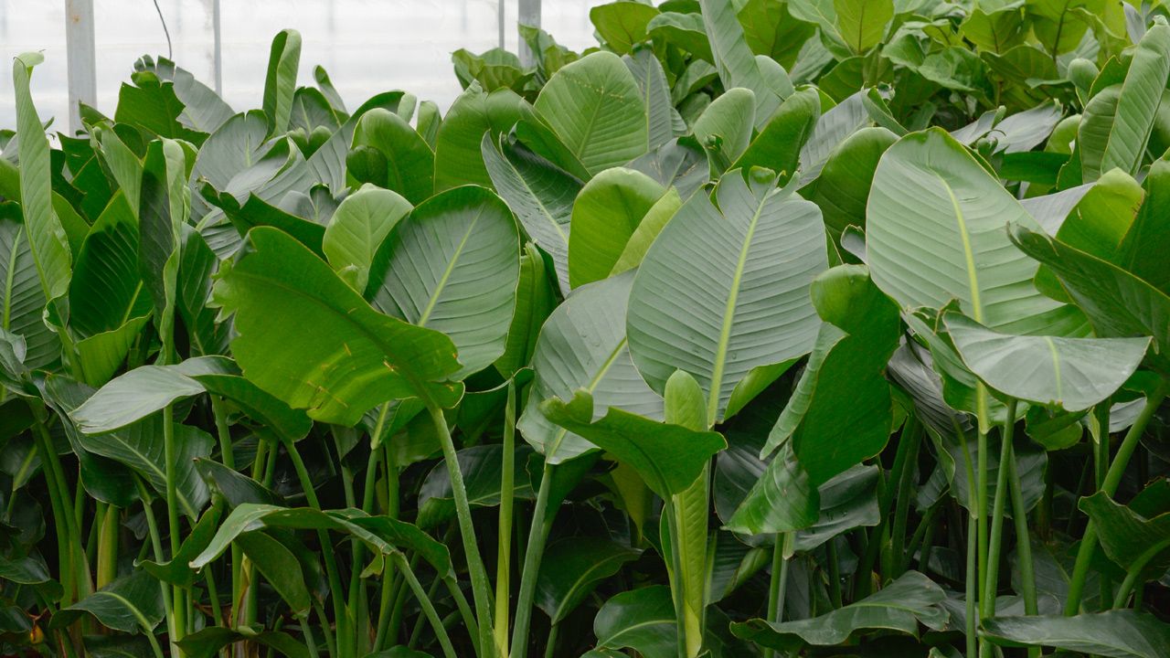 ECO PLANTS SHOP -ECO PLANTS SHOP Template Website Post Image 1