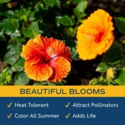 Orange Premium Hibiscus Tropical Live Outdoor Plant In 1 Gal. Grower Pot, Avg. Shipping Height 18 In. To 24 In. -ECO PLANTS SHOP costa farms annuals 10hibbushorange 31 1000