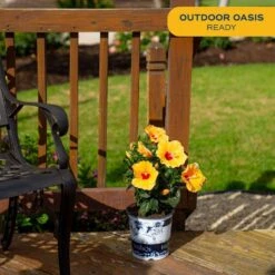 Orange Premium Hibiscus Tropical Live Outdoor Plant In 1 Gal. Grower Pot, Avg. Shipping Height 18 In. To 24 In. -ECO PLANTS SHOP costa farms annuals 10hibbushorange 4f 1000