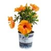 Orange Premium Hibiscus Tropical Live Outdoor Plant In 1 Gal. Grower Pot, Avg. Shipping Height 18 In. To 24 In.