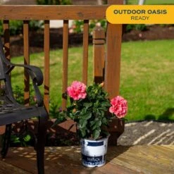 Pink Premium Hibiscus Tropical Live Outdoor Plant In 1 Gal. Grower Pot, Avg. Shipping Height 18 In. To 24 In. -ECO PLANTS SHOP costa farms annuals 10hibbushpink 1f 1000