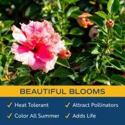 Pink Premium Hibiscus Tropical Live Outdoor Plant In 1 Gal. Grower Pot, Avg. Shipping Height 18 In. To 24 In. -ECO PLANTS SHOP costa farms annuals 10hibbushpink 31 1000
