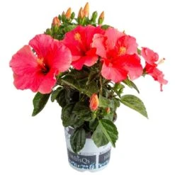 Pink Premium Hibiscus Tropical Live Outdoor Plant In 1 Gal. Grower Pot, Avg. Shipping Height 18 In. To 24 In.