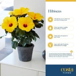 Yellow Premium Hibiscus Tropical Live Outdoor Plant In 1 Gal. Grower Pot, Avg. Shipping Height 18 In. To 24 In. -ECO PLANTS SHOP costa farms annuals 10hibbushyellow 1f 1000