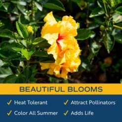Yellow Premium Hibiscus Tropical Live Outdoor Plant In 1 Gal. Grower Pot, Avg. Shipping Height 18 In. To 24 In. -ECO PLANTS SHOP costa farms annuals 10hibbushyellow 31 1000