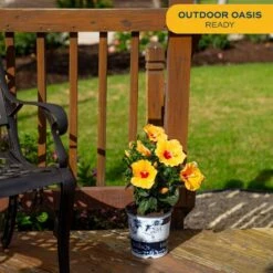 Yellow Premium Hibiscus Tropical Live Outdoor Plant In 1 Gal. Grower Pot, Avg. Shipping Height 18 In. To 24 In. -ECO PLANTS SHOP costa farms annuals 10hibbushyellow 4f 1000