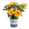 Yellow Premium Hibiscus Tropical Live Outdoor Plant In 1 Gal. Grower Pot, Avg. Shipping Height 18 In. To 24 In. -ECO PLANTS SHOP costa farms annuals 10hibbushyellow 64 1000