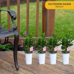 Pink Premium Mandevilla Outdoor Plant In 1.5 Pt. Grower Pot, Avg. Shipping Height 1 Ft. Tall (4-Pack) -ECO PLANTS SHOP costa farms annuals 1qtpinkman4pk 31 1000