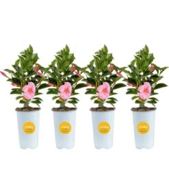 Pink Premium Mandevilla Outdoor Plant In 1.5 Pt. Grower Pot, Avg. Shipping Height 1 Ft. Tall (4-Pack)