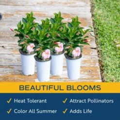 Pink Premium Mandevilla Outdoor Plant In 1.5 Pt. Grower Pot, Avg. Shipping Height 1 Ft. Tall (4-Pack) -ECO PLANTS SHOP costa farms annuals 1qtpinkman4pk c3 1000