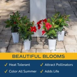 Red Premium Mandevilla Outdoor Plant In 1.5 Pt. Grower Pot, Avg. Shipping Height 1 Ft. Tall (4-Pack) -ECO PLANTS SHOP costa farms annuals 4manred4pk 31 1000