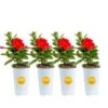 Red Premium Mandevilla Outdoor Plant In 1.5 Pt. Grower Pot, Avg. Shipping Height 1 Ft. Tall (4-Pack) -ECO PLANTS SHOP costa farms annuals 4manred4pk 64 1000