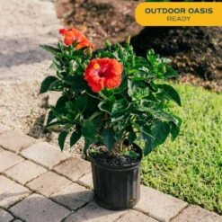 Grower's Choice Premium Hibiscus Flowering Outdoor Bush In 10 In. Grower Pot, Avg. Shipping Height 2-3 Ft. Tall -ECO PLANTS SHOP costa farms annuals co 10hibbush 3 gp 1f 1000