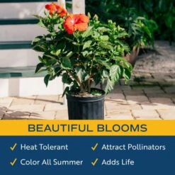 Grower's Choice Premium Hibiscus Flowering Outdoor Bush In 10 In. Grower Pot, Avg. Shipping Height 2-3 Ft. Tall -ECO PLANTS SHOP costa farms annuals co 10hibbush 3 gp 44 1000