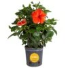 Grower's Choice Premium Hibiscus Flowering Outdoor Bush In 10 In. Grower Pot, Avg. Shipping Height 2-3 Ft. Tall -ECO PLANTS SHOP costa farms annuals co 10hibbush 3 gp 64 1000