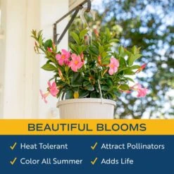 Grower's Choice Premium Mandevilla Live Outdoor Plant In 10 In. Hanging Basket, Avg. Shipping Height 3-4 Ft. Tall -ECO PLANTS SHOP costa farms annuals co 10manhb 3 gp 1f 1000