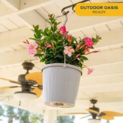 Grower's Choice Premium Mandevilla Live Outdoor Plant In 10 In. Hanging Basket, Avg. Shipping Height 3-4 Ft. Tall -ECO PLANTS SHOP costa farms annuals co 10manhb 3 gp 4f 1000