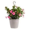 Grower's Choice Premium Mandevilla Live Outdoor Plant In 10 In. Hanging Basket, Avg. Shipping Height 3-4 Ft. Tall -ECO PLANTS SHOP costa farms annuals co 10manhb 3 gp 64 1000