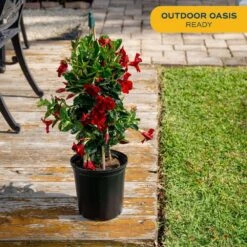 Grower's Choice Outdoor Vining Mandevilla Trellis In 9.25 In. Grower Pot, Avg. Shipping Height 2-3 Ft. Tall -ECO PLANTS SHOP costa farms annuals co 10mantr 3 gp 1f 1000