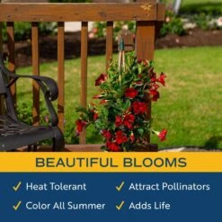 Grower's Choice Outdoor Vining Mandevilla Trellis In 9.25 In. Grower Pot, Avg. Shipping Height 2-3 Ft. Tall -ECO PLANTS SHOP costa farms annuals co 10mantr 3 gp 31 1000