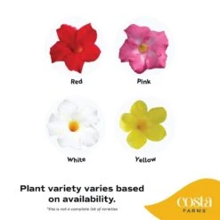 Grower's Choice Outdoor Vining Mandevilla Trellis In 9.25 In. Grower Pot, Avg. Shipping Height 2-3 Ft. Tall -ECO PLANTS SHOP costa farms annuals co 10mantr 3 gp 4f 1000