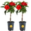 Grower's Choice Braided Hibiscus Live Outdoor Plant In 2.5 Qt. Grower Pot, Avg. Shipping Height 1-2 Ft. Tall (2-Pack) -ECO PLANTS SHOP costa farms annuals co 25hibbr 3 gp 64 1000