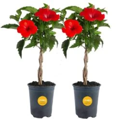 Grower's Choice Braided Hibiscus Live Outdoor Plant In 2.5 Qt. Grower Pot, Avg. Shipping Height 1-2 Ft. Tall (2-Pack)