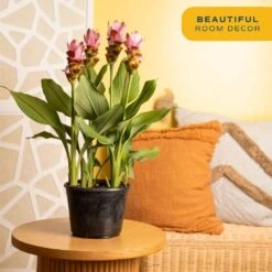 Grower's Choice Curcuma Outdoor Plant In 3 Qt. Grower Pot, Avg. Shipping Height 1-2 Ft. Tall -ECO PLANTS SHOP costa farms annuals m cuc g pot 01 1f 1000