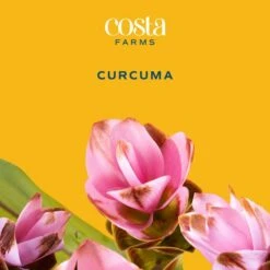 Grower's Choice Curcuma Outdoor Plant In 3 Qt. Grower Pot, Avg. Shipping Height 1-2 Ft. Tall -ECO PLANTS SHOP costa farms annuals m cuc g pot 01 31 1000