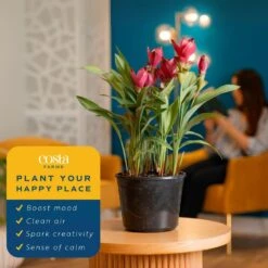 Grower's Choice Curcuma Outdoor Plant In 3 Qt. Grower Pot, Avg. Shipping Height 1-2 Ft. Tall -ECO PLANTS SHOP costa farms annuals m cuc g pot 01 4f 1000