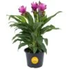 Grower's Choice Curcuma Outdoor Plant In 3 Qt. Grower Pot, Avg. Shipping Height 1-2 Ft. Tall -ECO PLANTS SHOP costa farms annuals m cuc g pot 01 64 1000