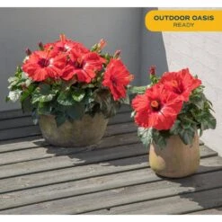 Grower's Choice Outdoor Hibiscus Bush Plant In 2.5 Qt. Grower Pot, Avg. Shipping Height 18-24 In. -ECO PLANTS SHOP costa farms annuals m hib g pot 01 31 1000