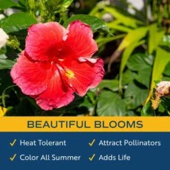 Grower's Choice Outdoor Hibiscus Bush Plant In 2.5 Qt. Grower Pot, Avg. Shipping Height 18-24 In. -ECO PLANTS SHOP costa farms annuals m hib g pot 01 4f 1000