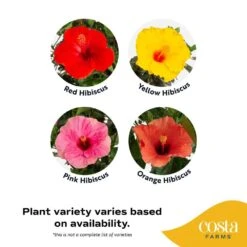 Grower's Choice Outdoor Hibiscus Bush Plant In 2.5 Qt. Grower Pot, Avg. Shipping Height 18-24 In. -ECO PLANTS SHOP costa farms annuals m hib g pot 01 c3 1000