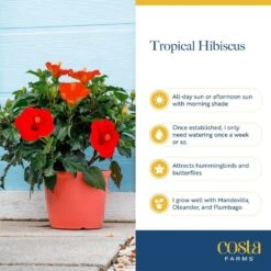 Grower's Choice Outdoor Hibiscus Bush Plant In 2.5 Qt. Grower Pot, Avg. Shipping Height 18-24 In. -ECO PLANTS SHOP costa farms annuals m hib g pot 01 fa 1000