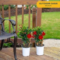 2.5 Qt. Outdoor Grower's Choice Mandevilla Trellis Plant In Grower Pot 2-Pack, Avg. Shipping Height 1-2 Ft. Tall 15 2.5 Qt. Outdoor Grower's Choice Mandevilla Trellis Plant In Grower Pot 2-Pack, Avg. Shipping Height 1-2 Ft. Tall -ECO PLANTS SHOP costa farms annuals m mvt g pot 02 1f 1000