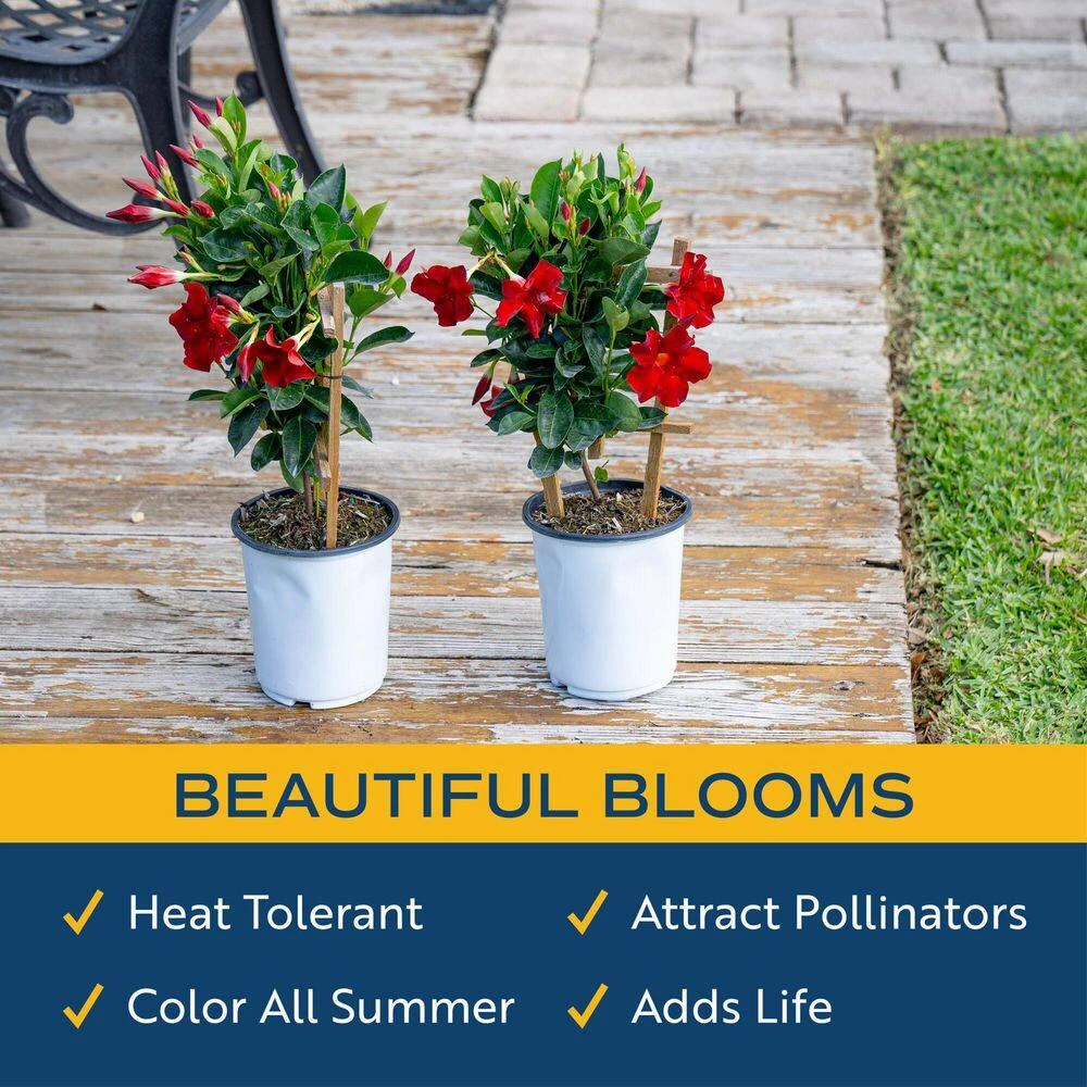 2.5 Qt. Outdoor Grower's Choice Mandevilla Trellis Plant In Grower Pot 2-Pack, Avg. Shipping Height 1-2 Ft. Tall 11 2.5 Qt. Outdoor Grower's Choice Mandevilla Trellis Plant In Grower Pot 2-Pack, Avg. Shipping Height 1-2 Ft. Tall - Image 9