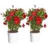 2.5 Qt. Outdoor Grower's Choice Mandevilla Trellis Plant In Grower Pot 2-Pack, Avg. Shipping Height 1-2 Ft. Tall -ECO PLANTS SHOP costa farms annuals m mvt g pot 02 64 1000