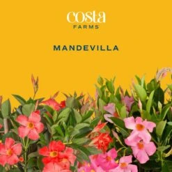 2.5 Qt. Outdoor Grower's Choice Mandevilla Trellis Plant In Grower Pot 2-Pack, Avg. Shipping Height 1-2 Ft. Tall 13 2.5 Qt. Outdoor Grower's Choice Mandevilla Trellis Plant In Grower Pot 2-Pack, Avg. Shipping Height 1-2 Ft. Tall -ECO PLANTS SHOP costa farms annuals m mvt g pot 02 c3 1000