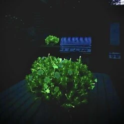 Firefly Petunia Live Outdoor Plant In 45mm Mesh Plug Avg. Shipping Height 5-6 In. Tall (3-Pack) -ECO PLANTS SHOP costa farms annuals p ffp g pot 03 hd 1f 1000