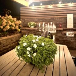 Firefly Petunia Live Outdoor Plant In 45mm Mesh Plug Avg. Shipping Height 5-6 In. Tall (3-Pack) -ECO PLANTS SHOP costa farms annuals p ffp g pot 03 hd 44 1000