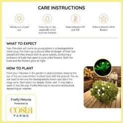 Firefly Petunia Live Outdoor Plant In 45mm Mesh Plug Avg. Shipping Height 5-6 In. Tall (3-Pack) -ECO PLANTS SHOP costa farms annuals p ffp g pot 03 hd 76 1000