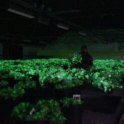 Firefly Petunia Live Outdoor Plant In 45mm Mesh Plug Avg. Shipping Height 5-6 In. Tall (3-Pack) -ECO PLANTS SHOP costa farms annuals p ffp g pot 03 hd fa 1000