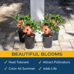 Orange Premium Hibiscus Tropical Live Outdoor Plant In 1 Qt. Grower Pot, Avg. Shipping Height 1-2 Ft. Tall (4-Pack) -ECO PLANTS SHOP costa farms annuals qthibyel4pk 1f 1000