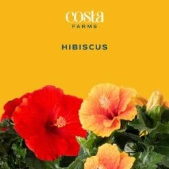 Orange Premium Hibiscus Tropical Live Outdoor Plant In 1 Qt. Grower Pot, Avg. Shipping Height 1-2 Ft. Tall (4-Pack) -ECO PLANTS SHOP costa farms annuals qthibyel4pk 31 1000
