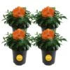 Orange Premium Hibiscus Tropical Live Outdoor Plant In 1 Qt. Grower Pot, Avg. Shipping Height 1-2 Ft. Tall (4-Pack) -ECO PLANTS SHOP costa farms annuals qthibyel4pk 64 1000