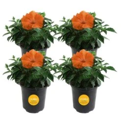 Orange Premium Hibiscus Tropical Live Outdoor Plant In 1 Qt. Grower Pot, Avg. Shipping Height 1-2 Ft. Tall (4-Pack)