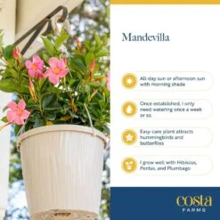 Grower's Choice Outdoor Mandevilla Teepee Bush In 12 In. Grower Pot, Avg. Shipping Height 5 Ft. Tall -ECO PLANTS SHOP costa farms annuals xl mtr g pot 01 1f 1000