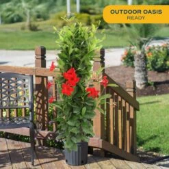 Grower's Choice Outdoor Mandevilla Teepee Bush In 12 In. Grower Pot, Avg. Shipping Height 5 Ft. Tall -ECO PLANTS SHOP costa farms annuals xl mtr g pot 01 31 1000