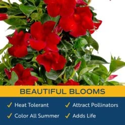 Grower's Choice Outdoor Mandevilla Teepee Bush In 12 In. Grower Pot, Avg. Shipping Height 5 Ft. Tall -ECO PLANTS SHOP costa farms annuals xl mtr g pot 01 4f 1000